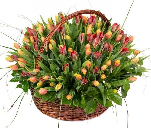 151 тюльпан разных цветов в корзине