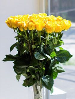 51 Жёлтая голландская роза