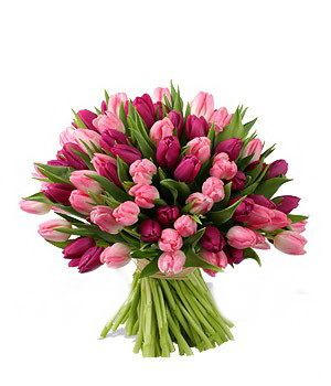 Яркий букет из 101 тюльпана фиолетового и розового цвета