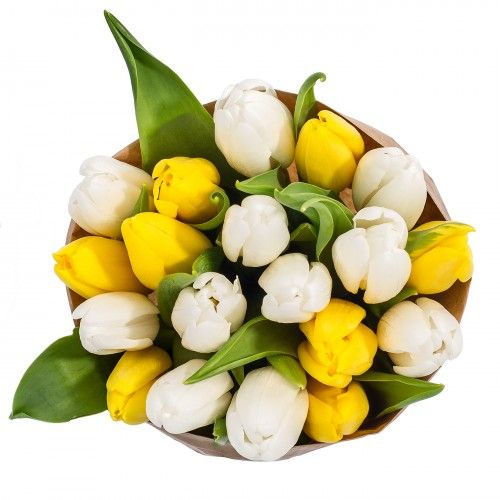 19 белых и желтых тюльпанов