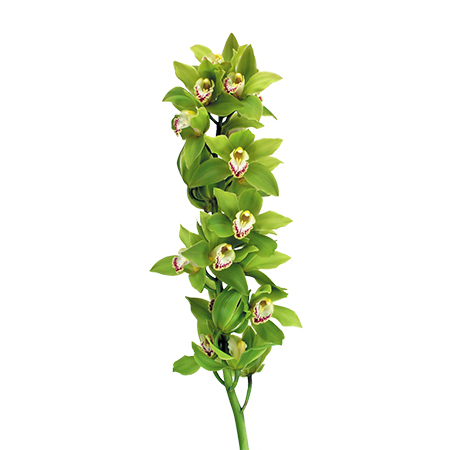 Ветка зеленой орхидеи