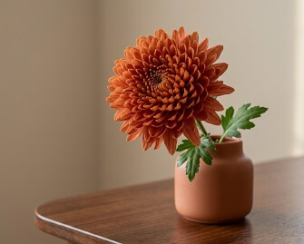 Хризантема