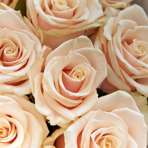 Букет кремовых роз "Сливочная нежность"