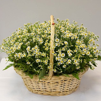 Корзина из 51 ромашки Фото Корзина из 51 ромашки
