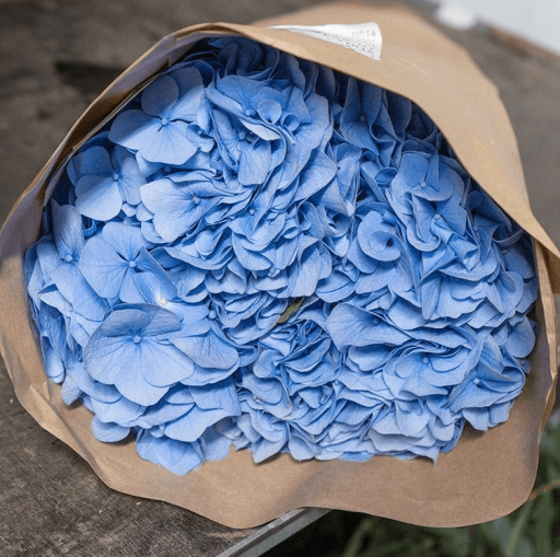 Гортензии "Джур-Джур"