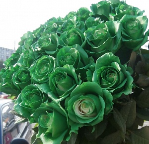 Букет из 101 зеленой розы