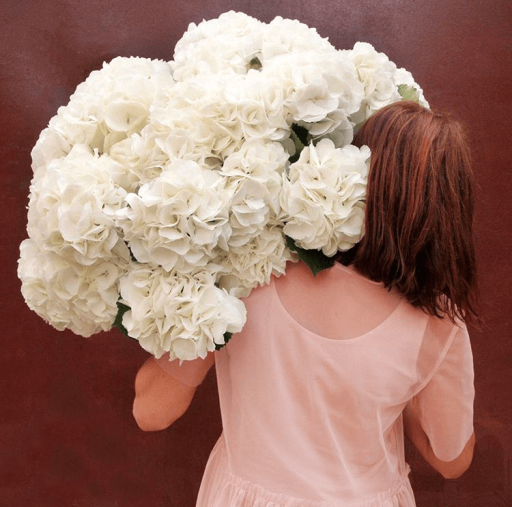 Фото Гортензии "Аделина"