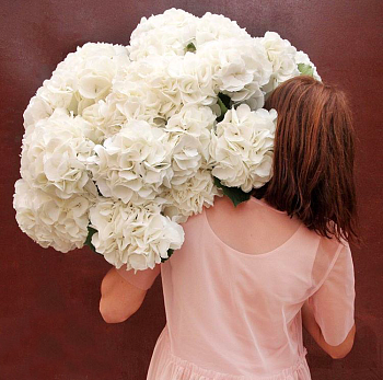 Гортензии "Аделина" Фото Гортензии "Аделина"