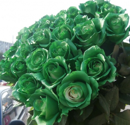 101 Зелёная роза