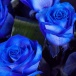 Яркий букет из синих роз