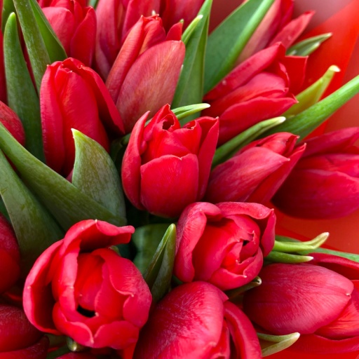 Букет из 25 тюльпанов "Красная осень"