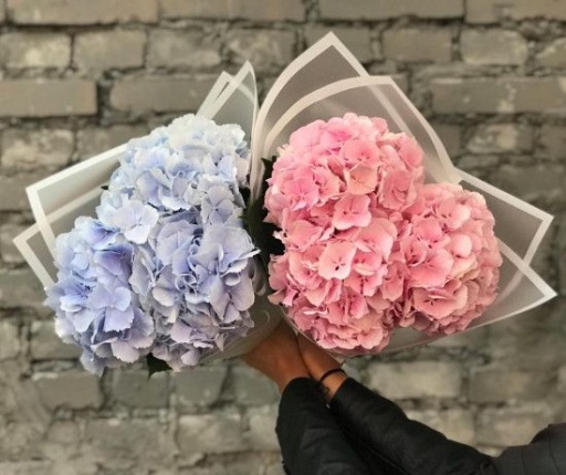 3 розовые гортензии с оформлением