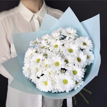 Кустовые хризантемы "Мотивы сна"