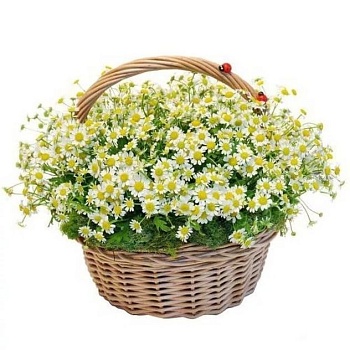 Корзинка из 25 ромашек Фото Корзинка из 25 ромашек
