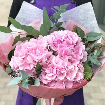 Гортензии "Розовый пломбир"