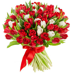 Букет из 101 тюльпана красного и белого цвета