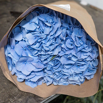 Гортензии "Джур-Джур"