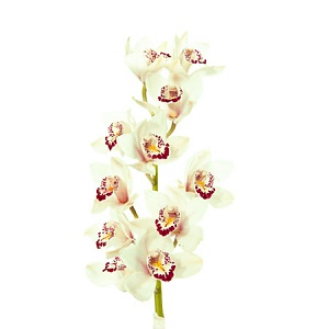 Ветка белой орхидеи