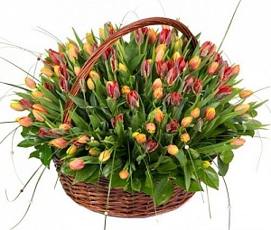 Большая корзина из 151 тюльпана разных цветов