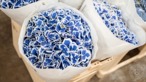 Фото Гортензии "Хлоя"