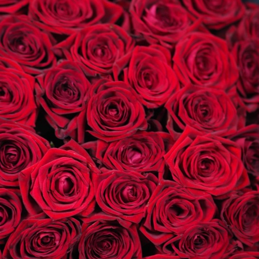 Фото Красивый нежный букет из 51 красной розы в стильном оформлении