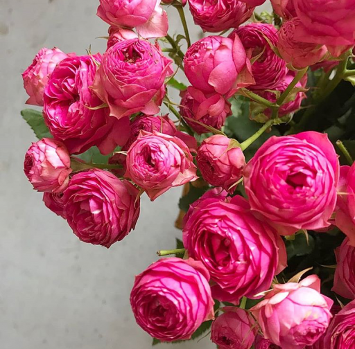 Букет пионовидных роз "Вишневое лето"
