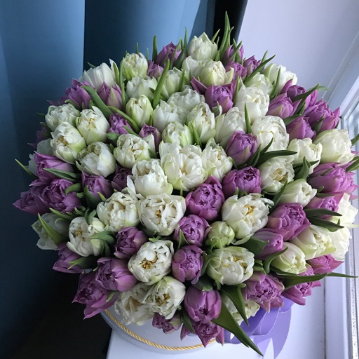 Цилиндр со 101 пионовидным тюльпаном сиреневого и белого цвета