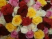 101 разноцветная роза "Буря эмоций"