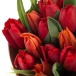 Фото 25 красных тюльпанов