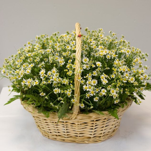 Корзина из 51 ромашки Фото Корзина из 51 ромашки