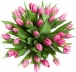25 нежных тюльпанов