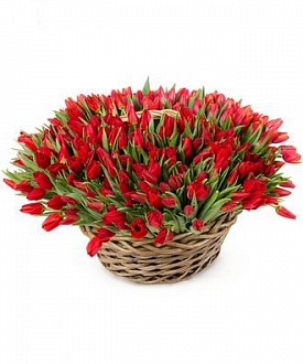 501 красный тюльпан в плетеной корзине