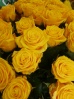 Букет из 101 желтой розы