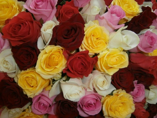 101 Разноцветная роза в букете "Буря эмоций"