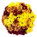 Необычный букет хризантем Фото Необычный букет хризантем
