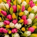 Нежный букет из 101 тюльпана "Афина"