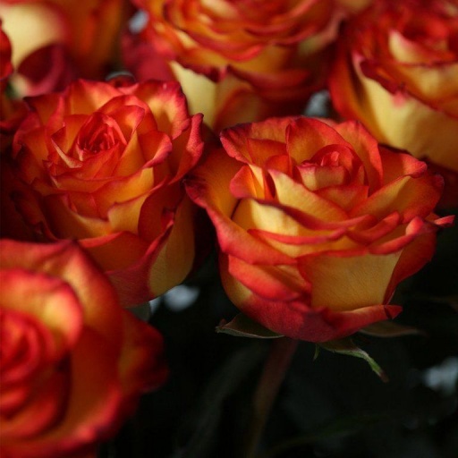 25 Голландских роз HIGH MAGIC