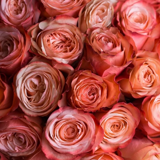 Фото 39 Роз необычного цвета в шикарном букете