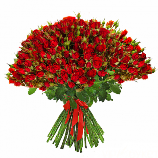 101 Ярко-красная кустовая роза