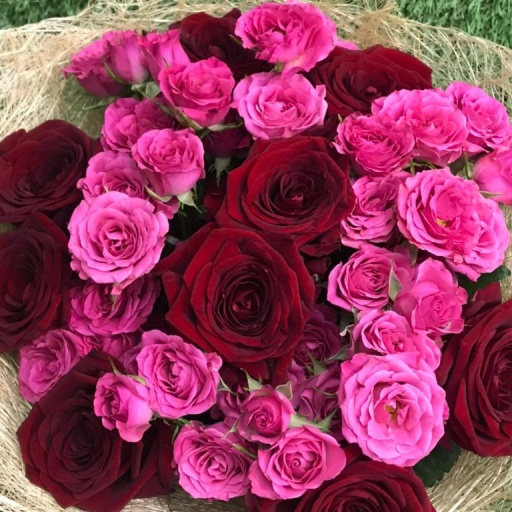 Фото Розы "Шарм"