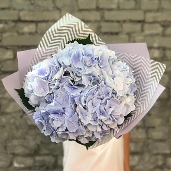 5 голубых гортензий с оформлением